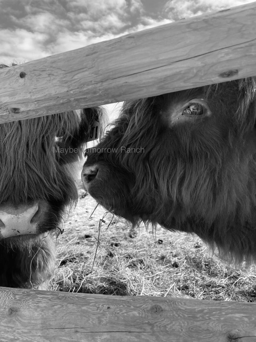 mthranch's tweet photo. Conspiring about testing fences?
.
.
.
#maybetomorrowranch #alberta #albertacattle #highlandfold #westerns #offgridfarming #ranch https://t.co/VMcMlNdHKY