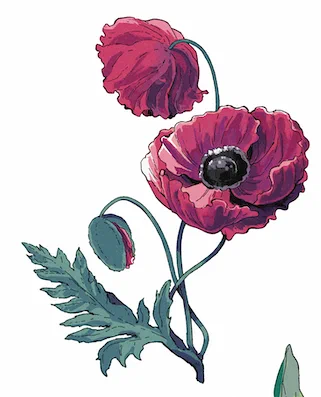 アルカロイドの花嫁単行本、装丁の地に使われてるお花も描いてるんですが、一巻のデザインを決めるとき仮で一緒に出したカラーverもお気に入りです 