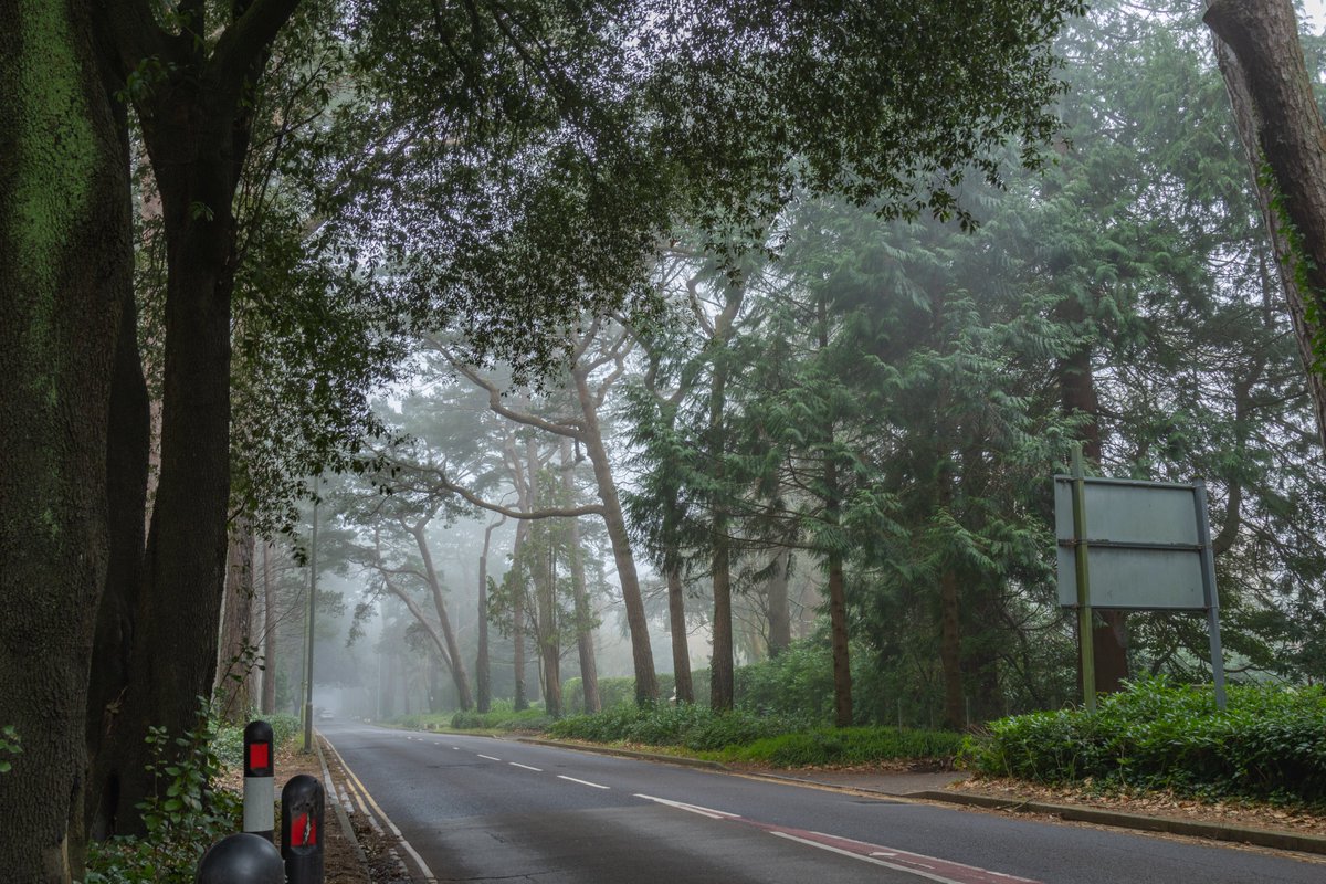 Data_BirdMan's tweet image. Misty morning!