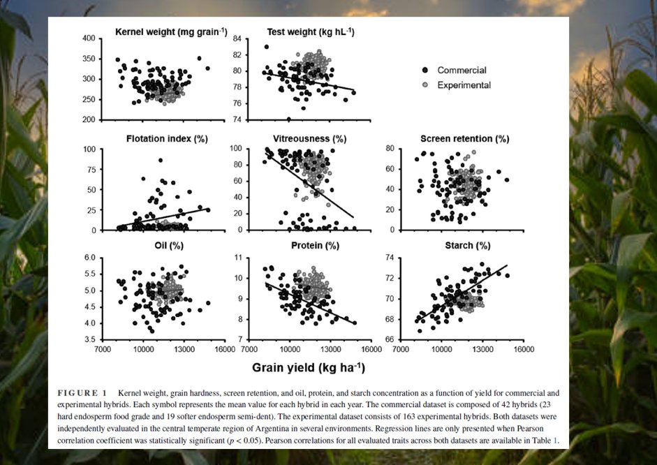 The trade-off between yield and dry milling quality in maize is trait-dependent. 🌽🌽

Check our latest article in <a href="/crop_science/">Crop Science 🌱</a>: doi.org/10.1002/csc2.2…

<a href="/PituBorras/">Lucas Borras</a>, <a href="/SantiagoAPok/">Santiago Alvarez Prado</a>, <a href="/OficialGimuce/">GIMUCE</a>, Pablo Donadio