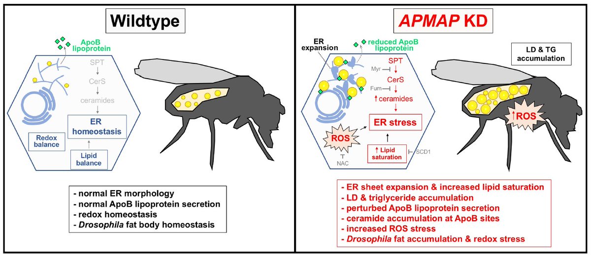 Henne_Lab (@hennelab) on Twitter photo Excited about our preprint led by the amazing <a href="/_blessypaul/">Blessy Paul</a> w/ collabs from Jeff McDonald (UTSW) and Steve Farber (Johns Hopkins)!
Here we characterize the paraoxonase-like enzyme APMAP, showing it helps maintain lipid & lipoprotein homeostasis @ the ER.
biorxiv.org/content/10.110… Excited about our preprint led by the amazing <a href="/_blessypaul/">Blessy Paul</a> w/ collabs from Jeff McDonald (UTSW) and Steve Farber (Johns Hopkins)!
Here we characterize the paraoxonase-like enzyme APMAP, showing it helps maintain lipid & lipoprotein homeostasis @ the ER.
biorxiv.org/content/10.110…