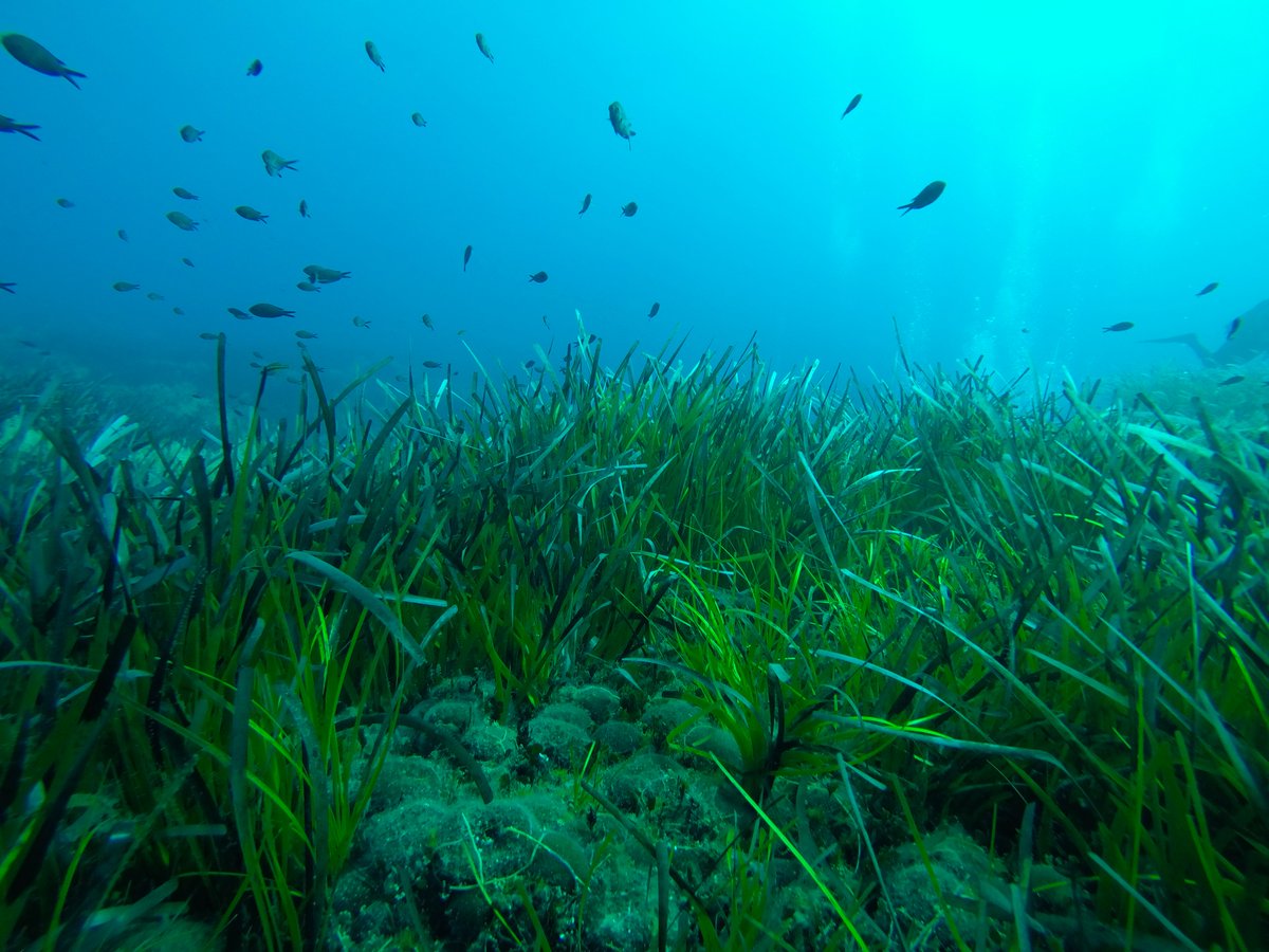 Stazione Zoologica Anton Dohrn (@szndohrn) on Twitter photo New <a href="/NaturePlants/">Nature Plants</a>: SZN researchers participated in the sequencing of three new genomes of marine plants, in collaboration with 23 international research institutes. rdcu.be/dwYTL <a href="/GEOMAR_en/">GEOMAR_en</a> <a href="/ugent/">UGent</a> <a href="/univgroningen/">University of Groningen</a> <a href="/jgi/">Joint Genome Institute</a> @GabrieleGpro <a href="/emanudat/">emanuela dattolo</a>, @Pzz_Jessy <a href="/YvesVandePeer/">Yves Van de Peer</a> New <a href="/NaturePlants/">Nature Plants</a>: SZN researchers participated in the sequencing of three new genomes of marine plants, in collaboration with 23 international research institutes. rdcu.be/dwYTL <a href="/GEOMAR_en/">GEOMAR_en</a> <a href="/ugent/">UGent</a> <a href="/univgroningen/">University of Groningen</a> <a href="/jgi/">Joint Genome Institute</a> @GabrieleGpro <a href="/emanudat/">emanuela dattolo</a>, @Pzz_Jessy <a href="/YvesVandePeer/">Yves Van de Peer</a>