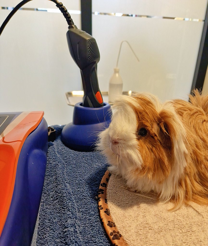 MARKdierenarts tweet media