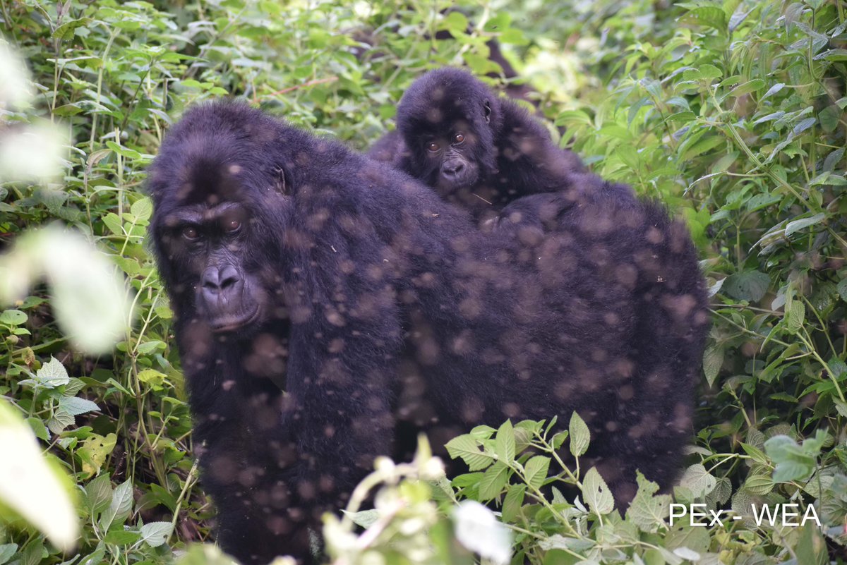 Primatexpertise's tweet photo. Enjoy this fact about #Gorilla! 
The #grooming, a social behavior and a moment for gorillas living in the same group taking care of themselves, feel close to one another, &amp; keep clean while resting. This is to prevent skin infections, maintain good health &amp; cohesion in the group. https://t.co/v5FrHSPQQ2