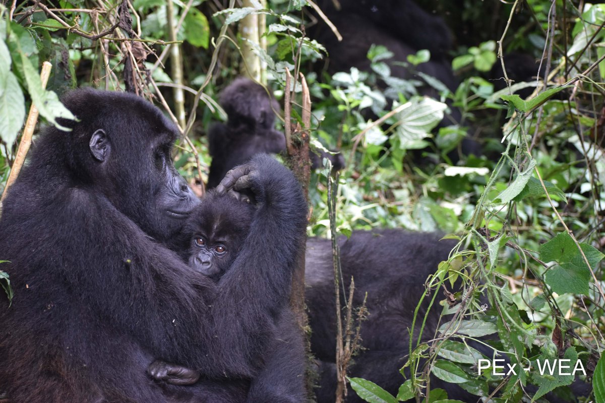 Primatexpertise's tweet photo. Enjoy this fact about #Gorilla! 
The #grooming, a social behavior and a moment for gorillas living in the same group taking care of themselves, feel close to one another, &amp; keep clean while resting. This is to prevent skin infections, maintain good health &amp; cohesion in the group. https://t.co/v5FrHSPQQ2