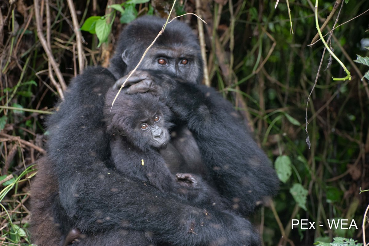 Primatexpertise's tweet photo. Enjoy this fact about #Gorilla! 
The #grooming, a social behavior and a moment for gorillas living in the same group taking care of themselves, feel close to one another, &amp; keep clean while resting. This is to prevent skin infections, maintain good health &amp; cohesion in the group. https://t.co/v5FrHSPQQ2