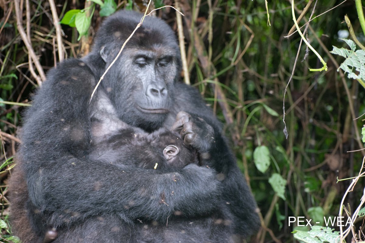 Primatexpertise's tweet photo. Enjoy this fact about #Gorilla! 
The #grooming, a social behavior and a moment for gorillas living in the same group taking care of themselves, feel close to one another, &amp; keep clean while resting. This is to prevent skin infections, maintain good health &amp; cohesion in the group. https://t.co/v5FrHSPQQ2