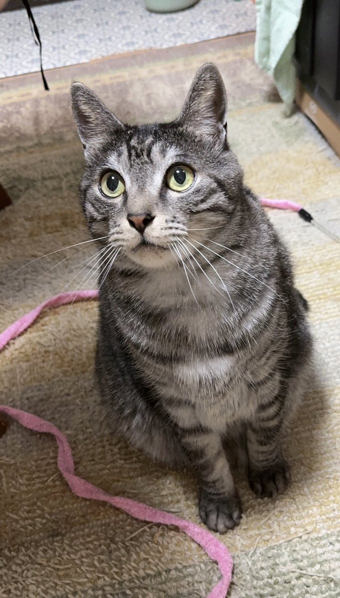 Monmocotarou's tweet photo. ぅん？

#いやカメラ目線欲しいw #猫好きさんと繋がりたい #保護猫 #さばとら #ねこのいる暮らし #protectioncat https://t.co/R5yZuqqpi0