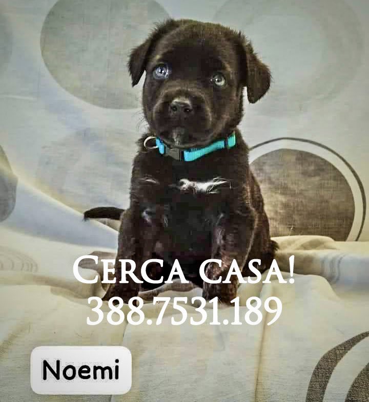 pattyfra1's tweet photo. MARIA ROSA BARONE

🆘NOEMI ,45 giorni, ma verrà affidata dopo i 2 mesi (mamma
CORSO)
sverminata, vaccinata: è in PUGLIA [ BRINDISI].. CERCA ANCORA CASA🆘
Viaggia in staffetta omologata dopo iter conoscitivo IN TUTTA ITALIA
👉INFO☎️388/7531189
#noemi #SosCuccioli 🙏🆘🏡🐾❤️ https://t.co/l09yDgCyjk