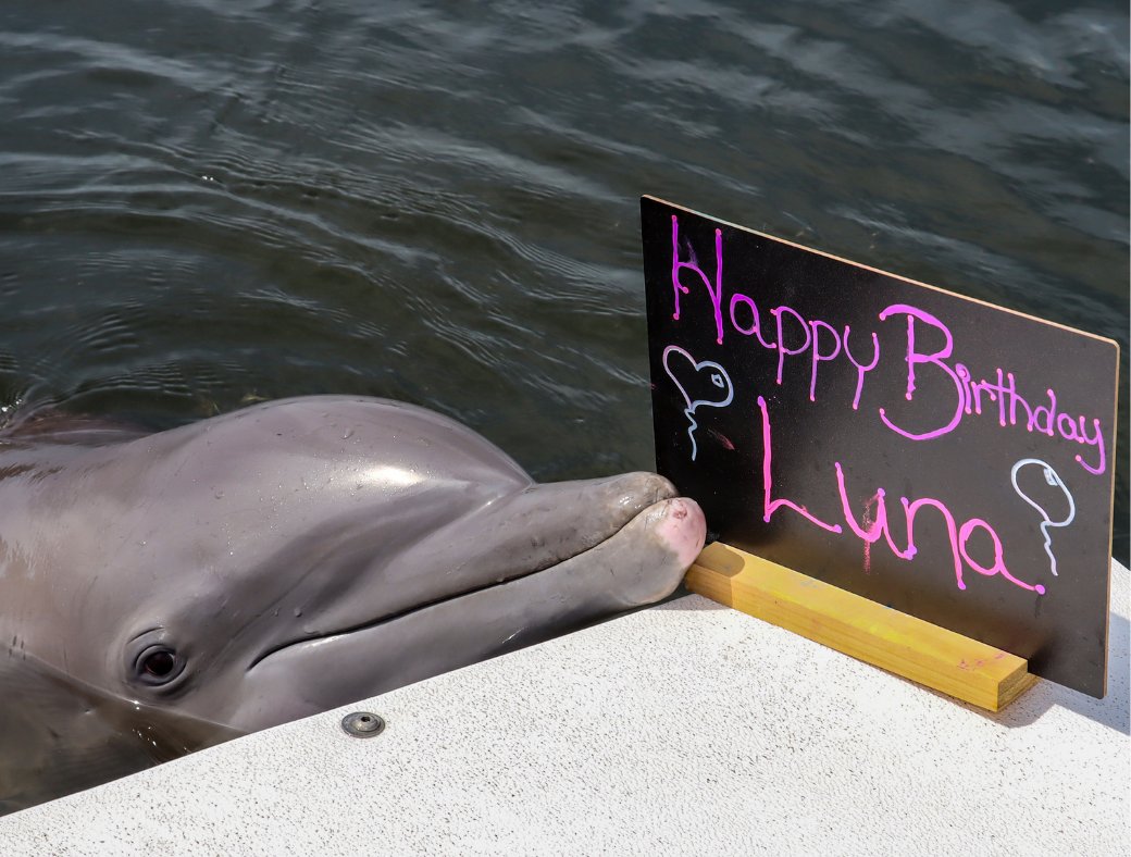 Happy 14th birthday Luna! Join us in wishing her a very special day ❤️ Adopt Luna on her birthday at the link in our bio!