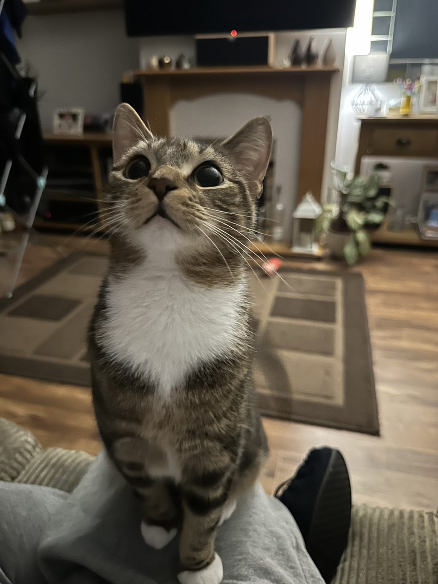 My not dog Holly posing for the camera (and treatos I bet).