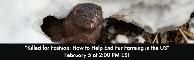 Liz Cabrera Holtz (@endanimaltrade) on Twitter photo Please join us for <a href="/MoveTheWorldUS/">World Animal Protection US</a>' next webinar on ending the fur industry! You'll hear from the amazing <a href="/kdylewsky/">Kate Dylewsky</a> with <a href="/AWIOnline/">Animal Welfare Institute</a> and Max Broad with <a href="/DCV4A/">DC Voters for Animals</a>.
Register here: worldanimalprotection.zoom.us/webinar/regist… Please join us for <a href="/MoveTheWorldUS/">World Animal Protection US</a>' next webinar on ending the fur industry! You'll hear from the amazing <a href="/kdylewsky/">Kate Dylewsky</a> with <a href="/AWIOnline/">Animal Welfare Institute</a> and Max Broad with <a href="/DCV4A/">DC Voters for Animals</a>.
Register here: worldanimalprotection.zoom.us/webinar/regist…