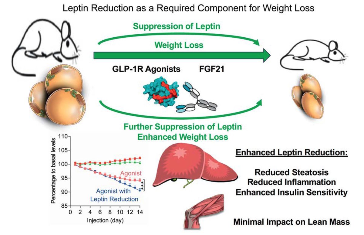 “Congratulations to Shangang Zhao for demonstrating the power of leptin reduction as a potent enhancer of incretin- and FGF21-mediated weight loss, insulin sensitization, and anti-fibrotic action in the liver!” Diabetes. 2024 Feb 1;73(2):197-210.