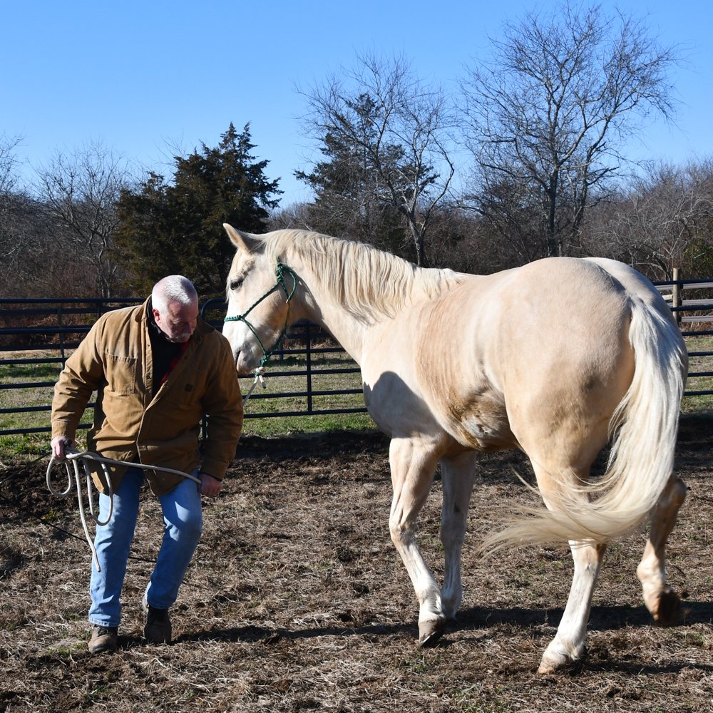 warrior_ranch's tweet photo. First responder Joe D. and Lucky are building trust and communication through silent groundwork exercises. This silent dialogue deepens their bond, honing effective communication between human and horse as they journey toward trust and connection.
#EquineTherapy #FirstResponders https://t.co/MVmcJG4YPg