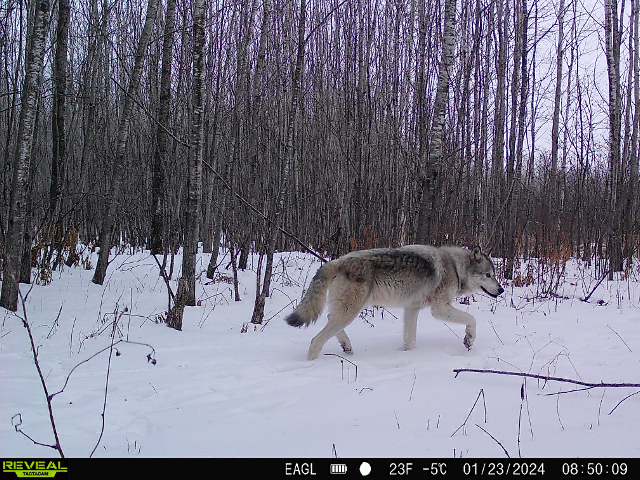 WolfReportMN tweet picture