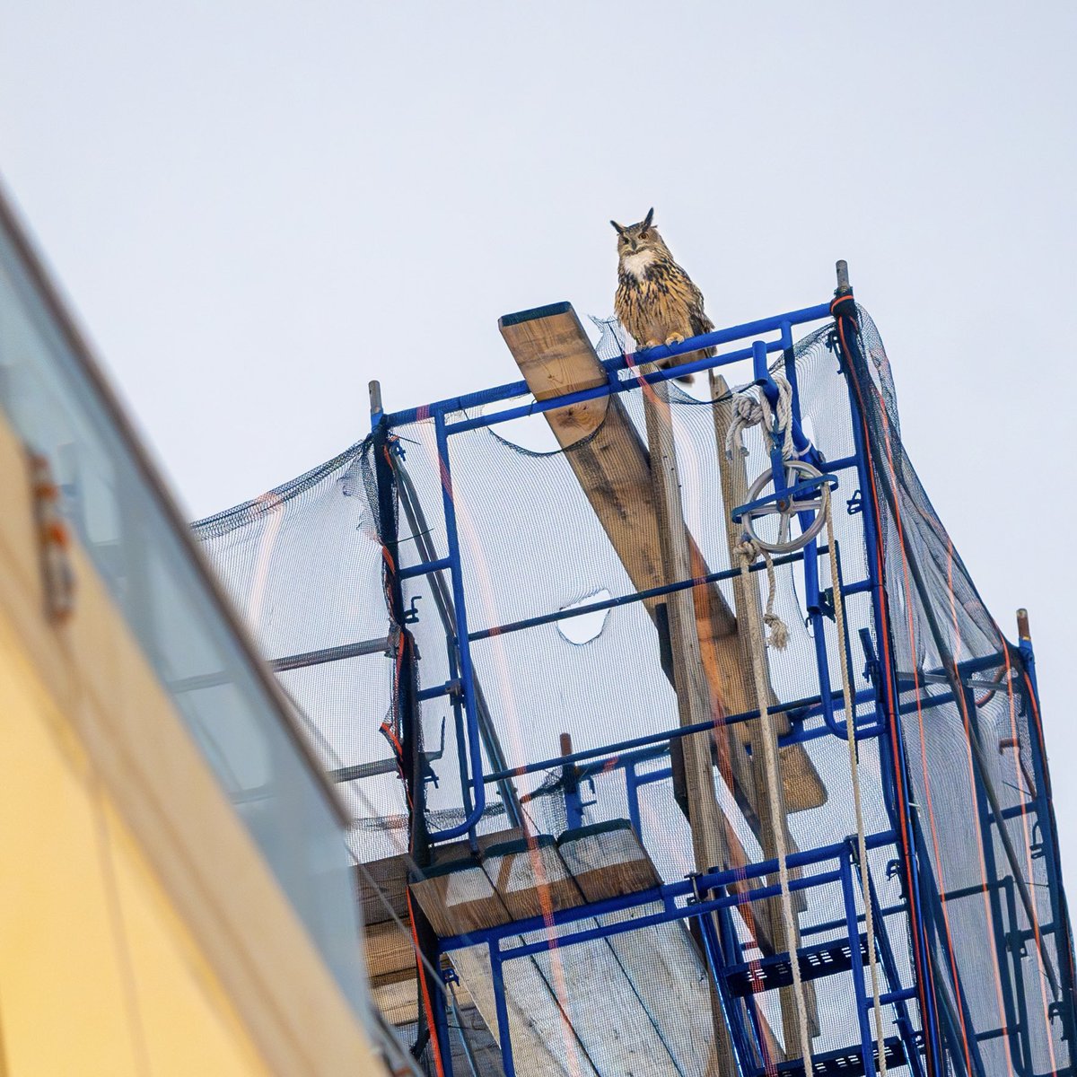 Flaco hooting over Broadway.💕🦉

#birds #birding #birdcpp #flaco