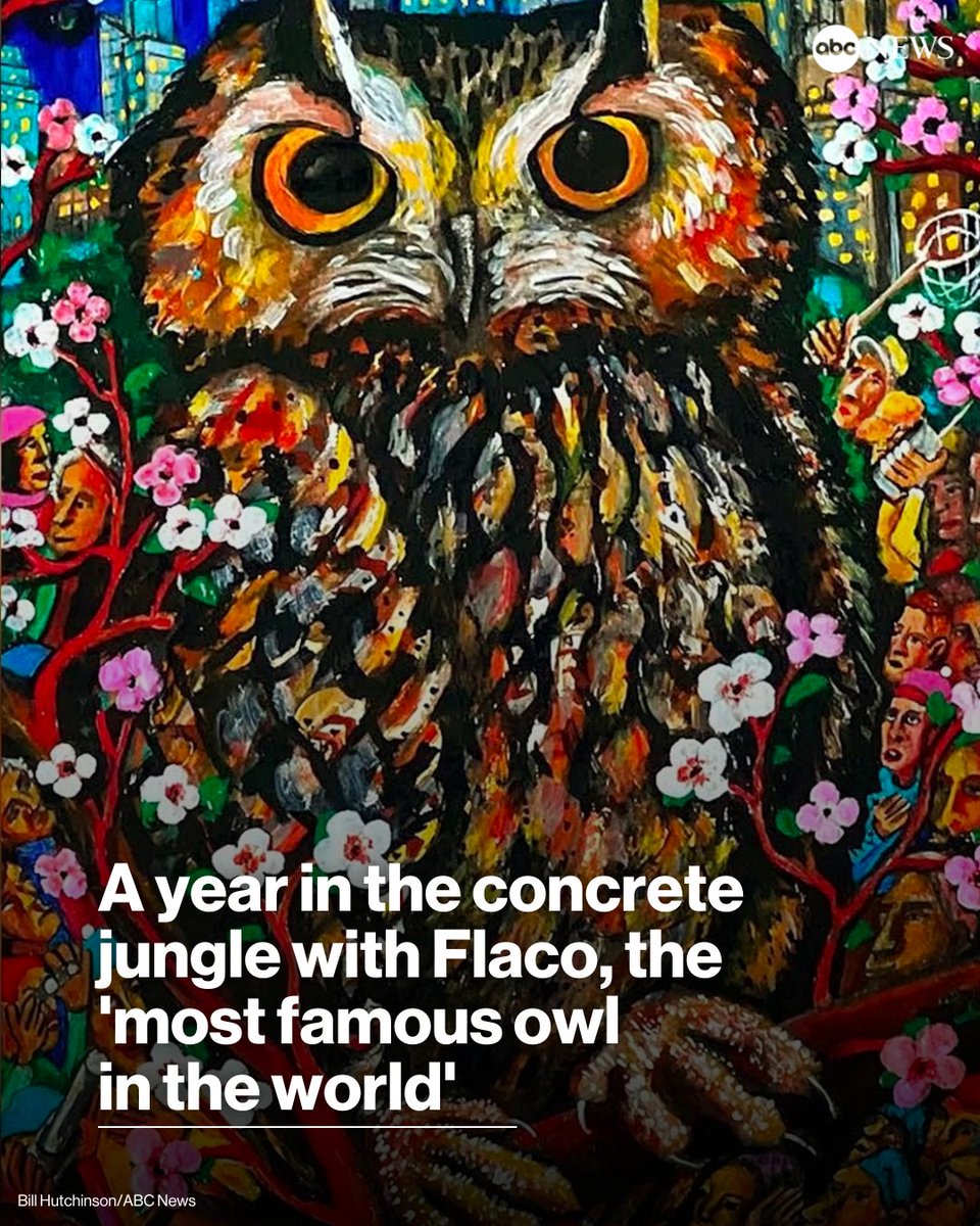 He's been all around New York City, leaving admirers gawking at his iridescent coat and spellbound by his orange eyes. 

This is how Flaco, a runaway owl from the Central Park Zoo, has become an international celebrity with a legion of admirers and fans: trib.al/L15PuaC