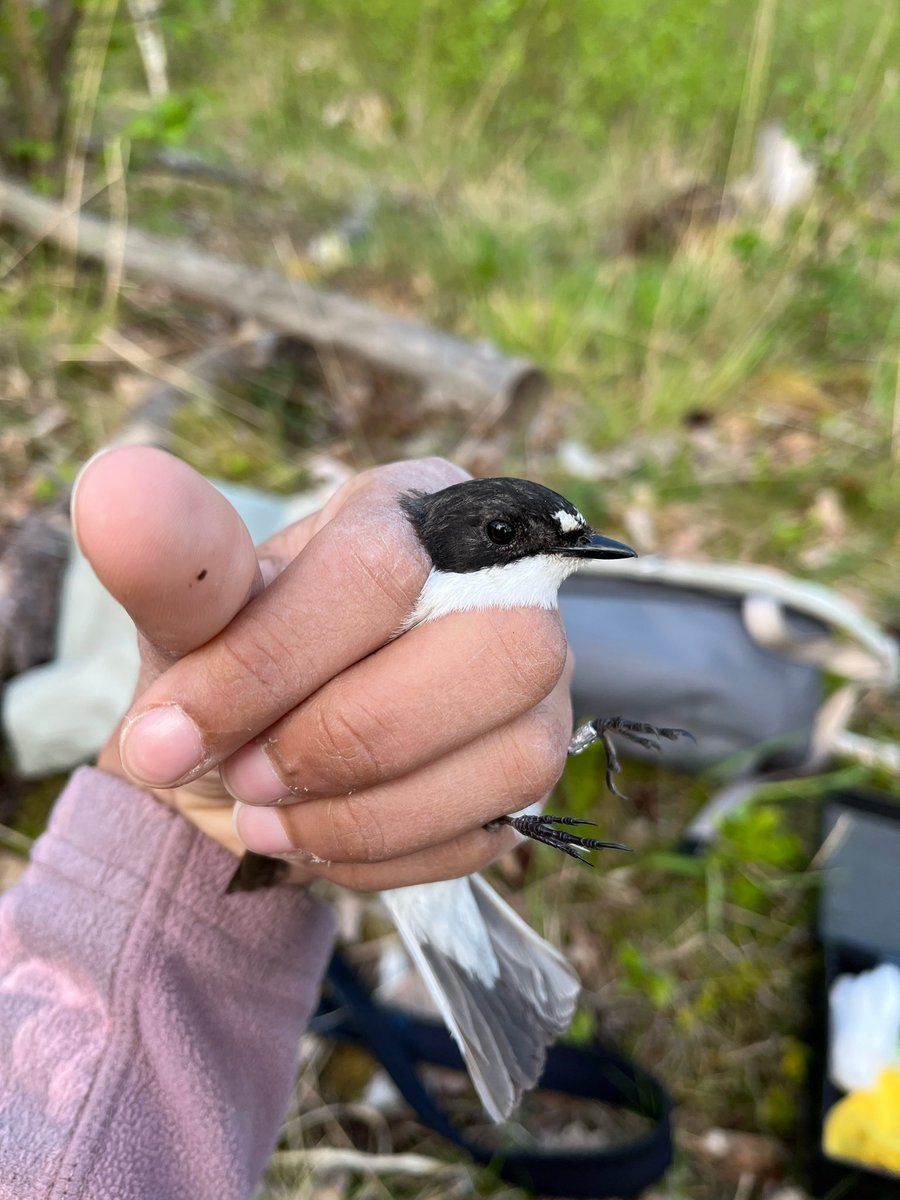 wheatcroftlab tweet media