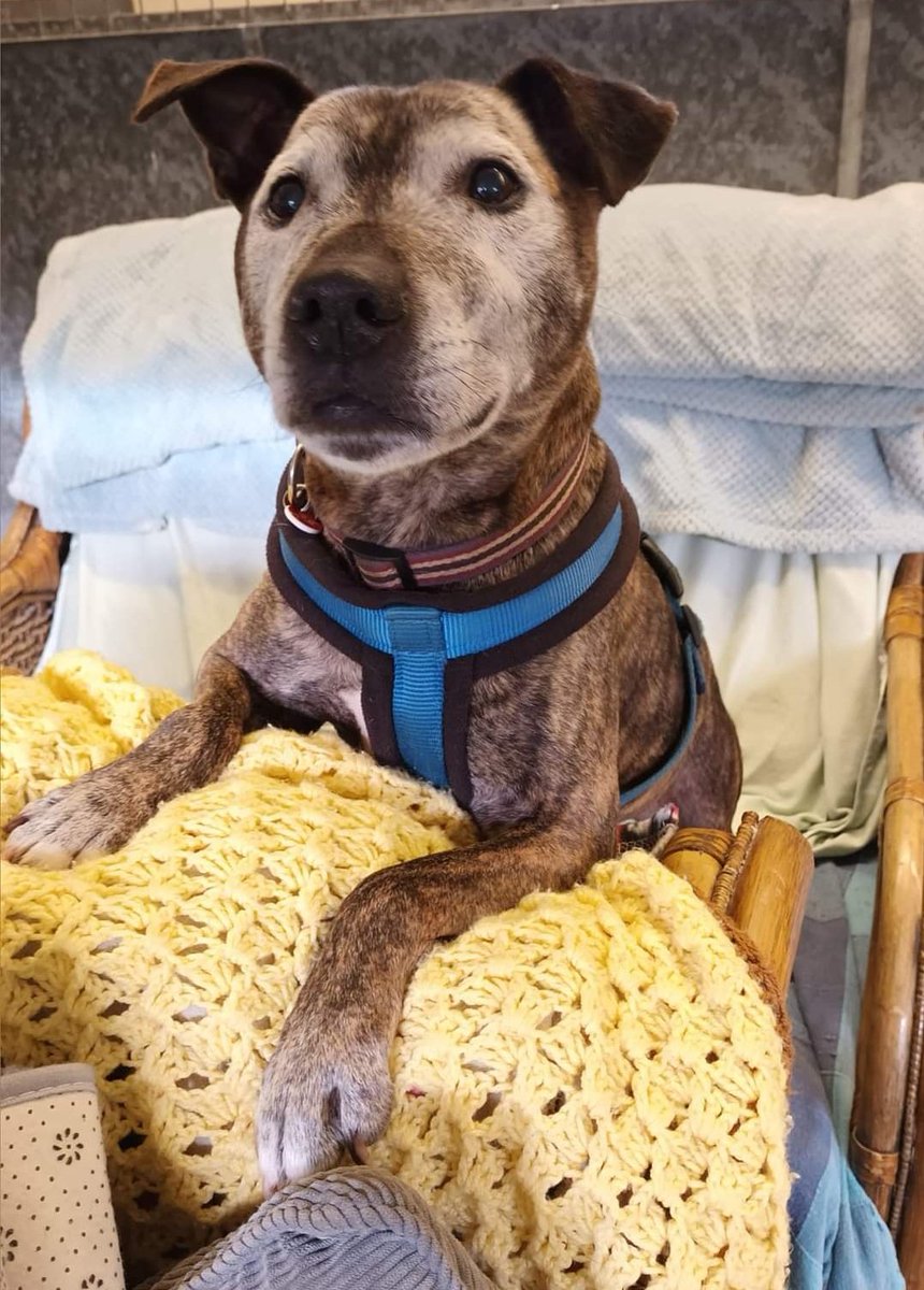 SeniorStaffy's tweet photo. Hello! Adorabull Albert here, just to remind you that I'm still waiting patiently for my very special someone to notice me and open their heart and home to me...could that someone be you?? 🙏 🙏 🙏 
To find out more about me, click this link, fanks! https://t.co/cDxSxZDLIg ❤️❤️❤️ https://t.co/yTgAAmI2SV