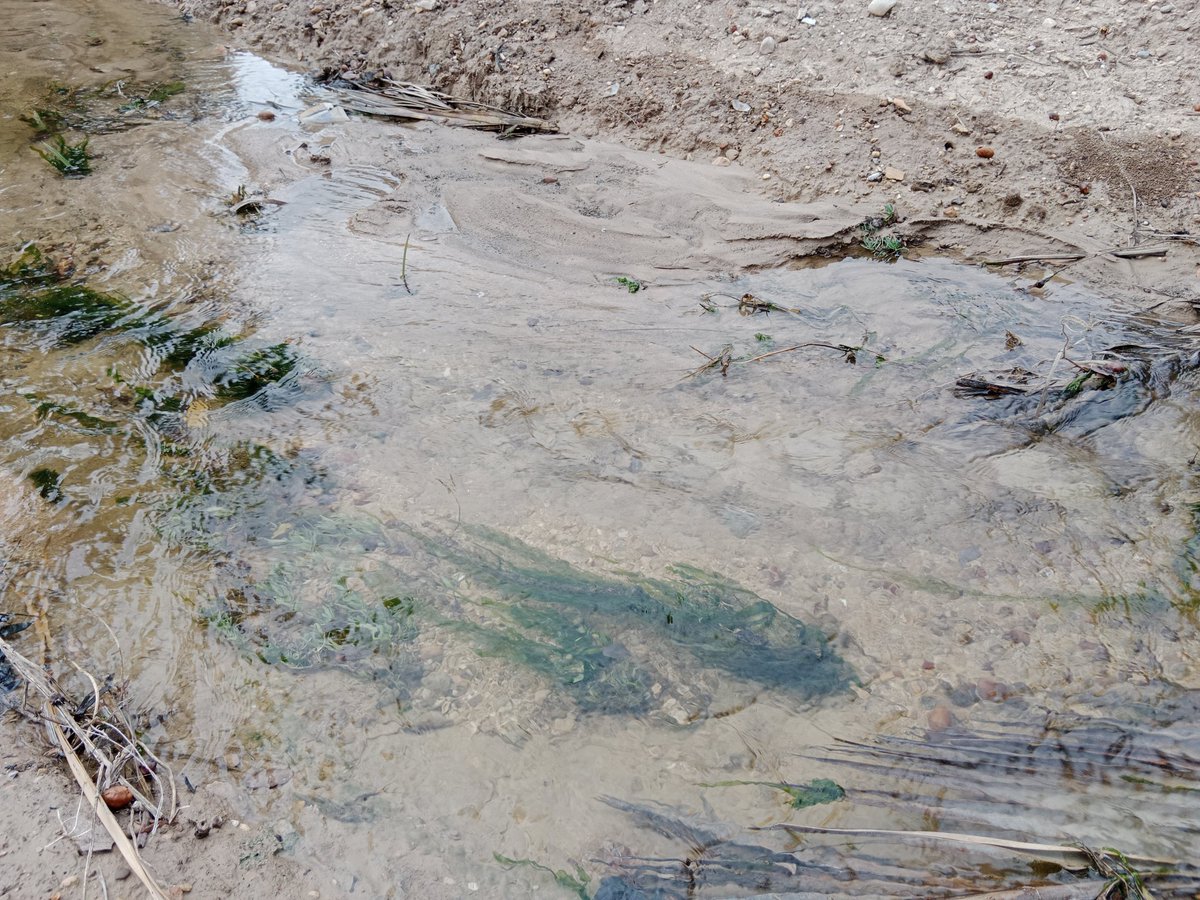 Endefora's tweet image. Quan ha fet tanta calor, les séquies s'omplin de merluc.
Si està oberta, no passa res. Però en les séquies entubades pot arribar a embossar-les i que l'aigua no córrega bé.