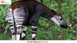 JOHUA PAREDES REYES tweet media