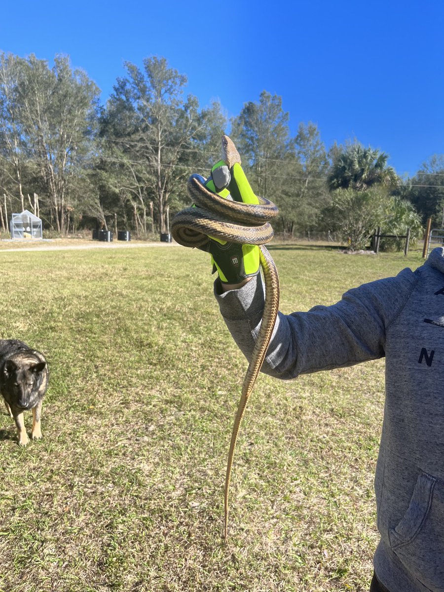 seahawk860's tweet photo. Well we found this guy in the chicken coop we safely removed and relocated the big guy #snakes #floridahomestead #farmlife https://t.co/rggvzHIHKC