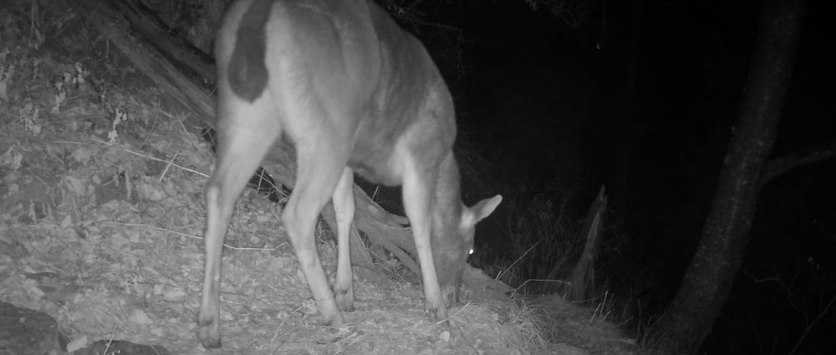 First photographic record of #Sambar Deer species made from Talra #Wildlife Sanctuary .
Recorded by Chandan Kalet, Forest Guard. 
This is the 5th new camera trap record in past 2 years for PAs in our division courtesy regular wildlife monitoring.