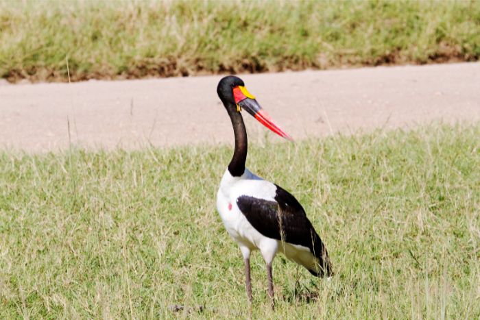 🦩 New blog alert! Dive into the vibrant world of Saddle-Billed Storks in my latest post. 🌈 Did you know their colorful beaks are not just for show, but a key element in attracting mates?✨#SaddleBilledStork #NatureBlog 🦜africafevers.com/beyond-the-bea…