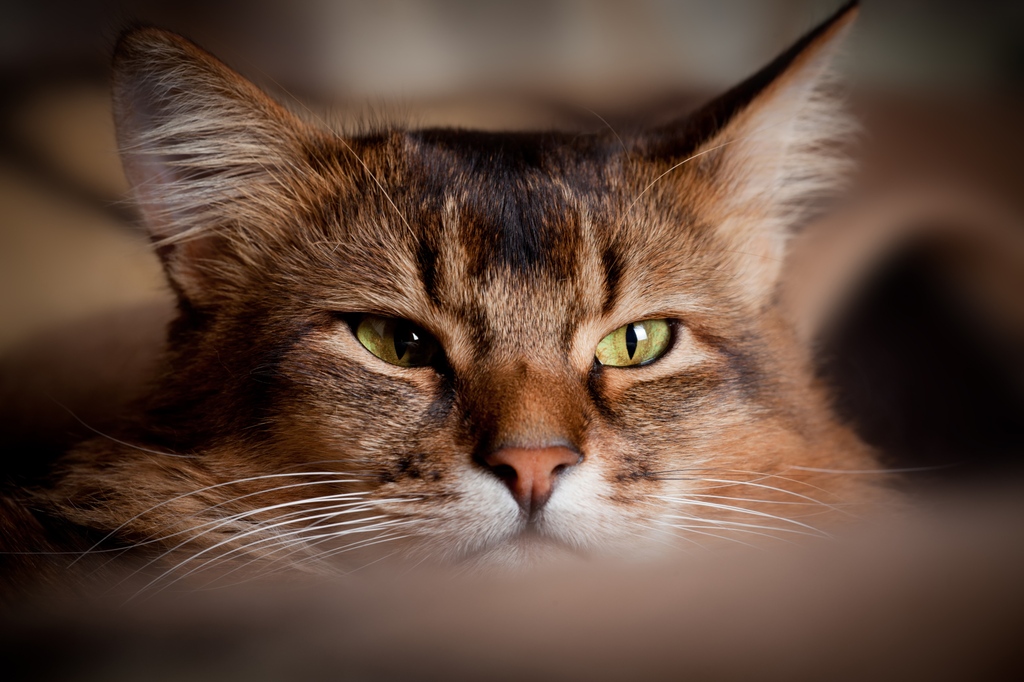 MyStart_com's tweet photo. Discover the top 7 extraordinary traits that set Somali cats apart from the rest!😻❤️ #SomaliCats #UniqueTraits #ExceptionalFelines
👉️ https://t.co/qJnLIgfhrv https://t.co/WR6re5LSfW