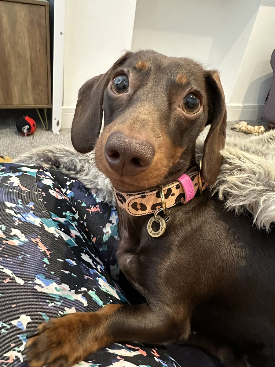 michbee23's tweet photo. @JaneyGodley Peggy in her lovely new collar. https://t.co/gvm7gO37O0