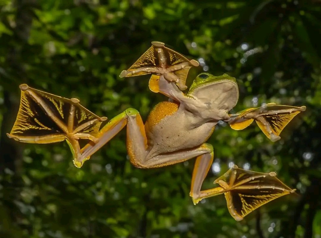 A big congrats to the amazing wildlife photographer Tim Laman Tim Laman - Wildlife Photojournalist for capturing this incredible moment of a Borneo Wallace frog for achieving lift through the rainforest canopy, hovering upon parachute like membranes between its toes!