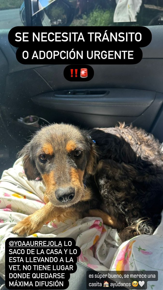 MÁXIMA DIFUSIÓN 🚨
Se necesita tránsito o adopción 
ZONA MUÑIZ, SAN MIGUEL , BELLA VISTA