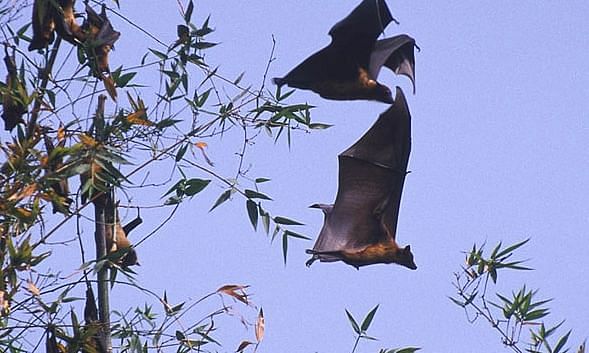 vinodscaria's tweet image. ๐จ #Nipah virus strikes again in Bangladesh ๐ง๐ฉ. Man dies in Manikganj bdnews24.com/health/i74x2o7โฆ