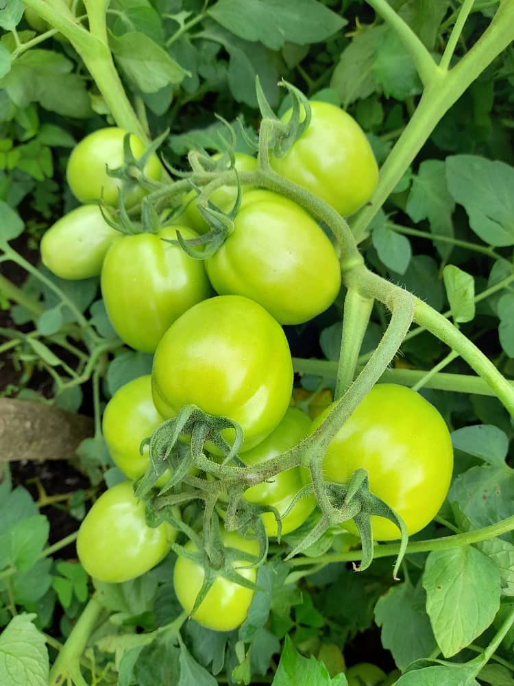 Bwanashamba wa taifa 🇹🇿 tweet media