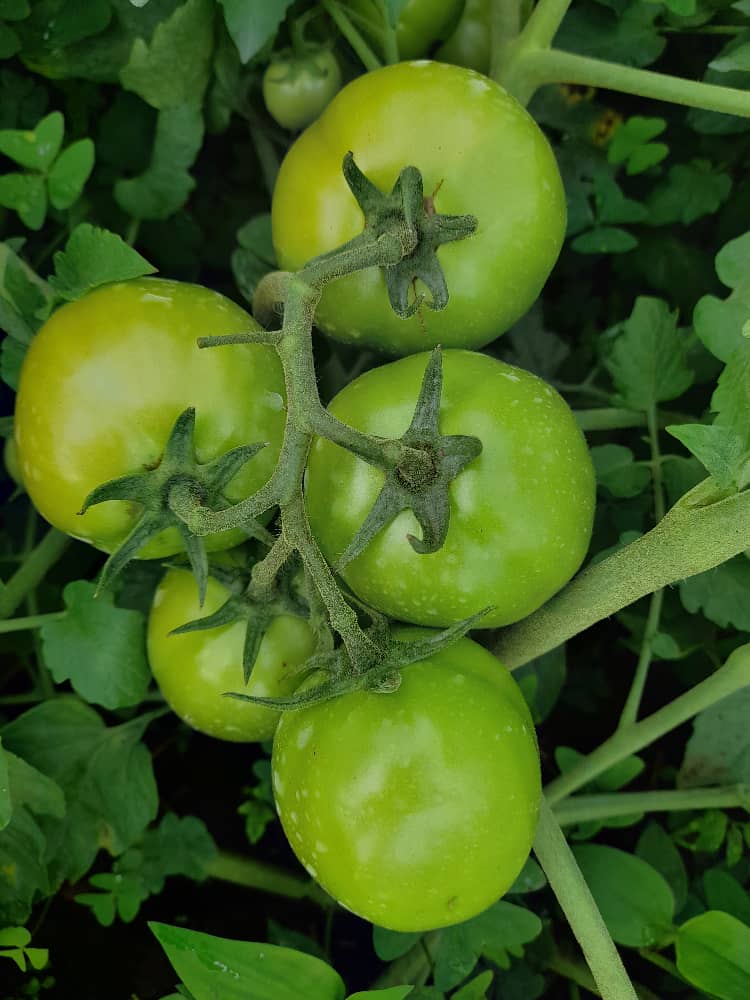 Bwanashamba wa taifa 🇹🇿 tweet media