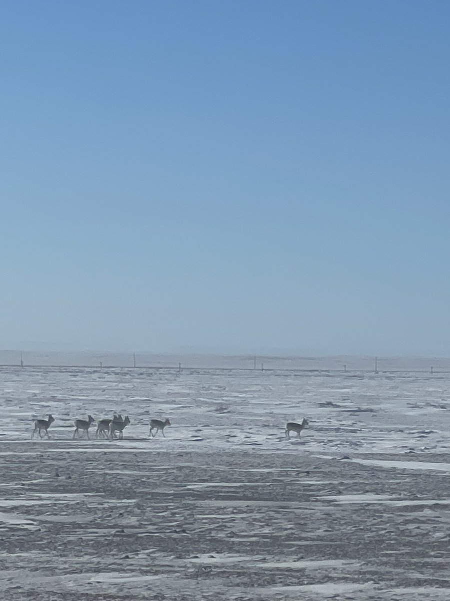 SnowLeopardHope's tweet photo. Snowy scenes & flat landscapes with rugged mountain islands, making it seem quiet. But today – encounters w/ #Khulans #argali #goitered gazelle #Mongolian #gazelle Cinereous Vultures +. Reminds you that even in the still winter, there's a lot happening in the Gobi…#mongolia https://t.co/3pPtXAlZ0b
