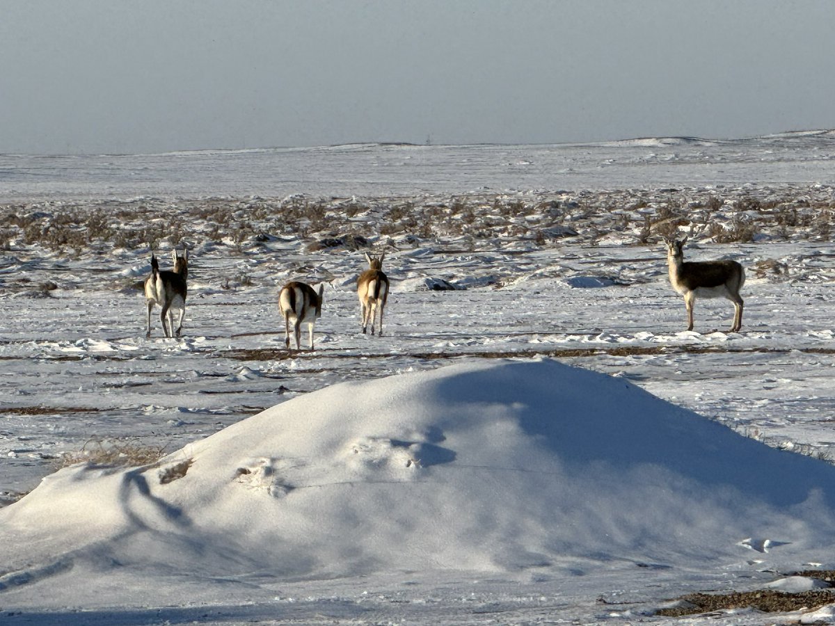 SnowLeopardHope's tweet photo. Snowy scenes & flat landscapes with rugged mountain islands, making it seem quiet. But today – encounters w/ #Khulans #argali #goitered gazelle #Mongolian #gazelle Cinereous Vultures +. Reminds you that even in the still winter, there's a lot happening in the Gobi…#mongolia https://t.co/3pPtXAlZ0b
