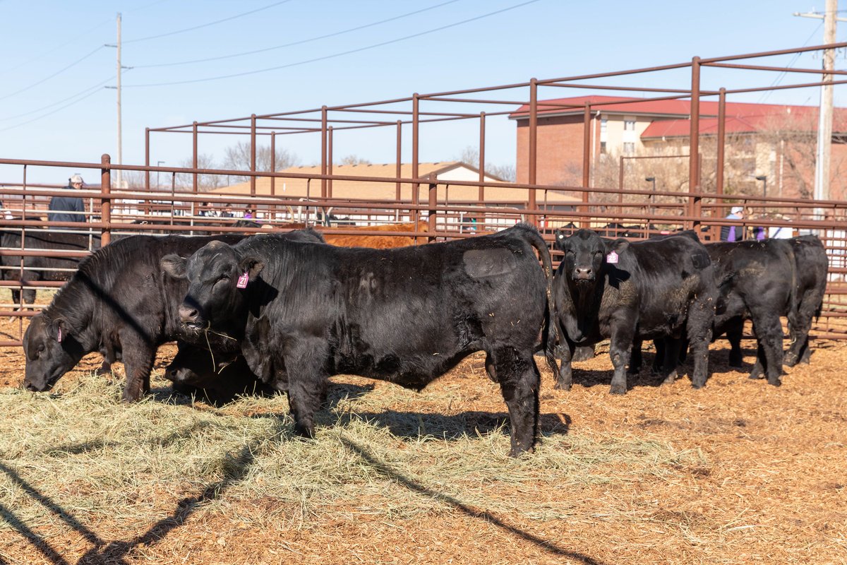 ksubci's tweet photo. A frequently asked question is what do we do with bulls that were previously good and mature. Then when it’s time to test them for their BSE they have gone bad. Tune in to this episode of Herd Health with Dr. Bob Larson and Dr. Brad White to learn more. https://t.co/0ti5yvBOuA https://t.co/EG1Mv2YG5R