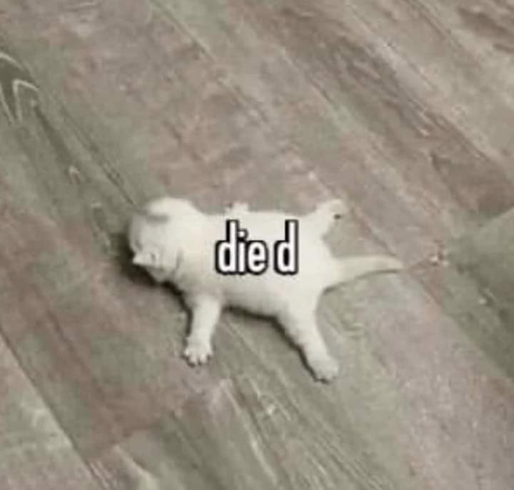 lonelyisolation's tweet photo. me after struggling with english exercises for as long as i can remember https://t.co/8wALZ5SoDg