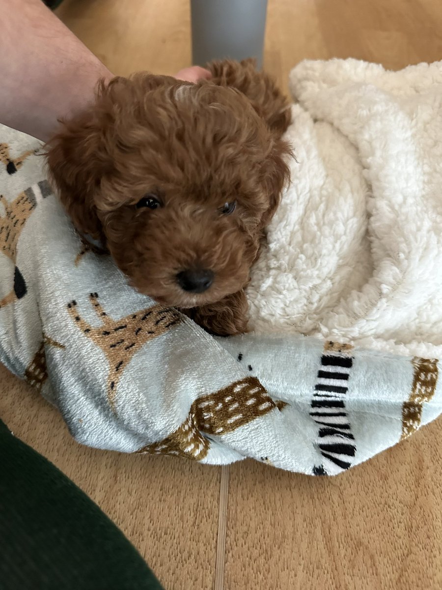 KENNADY ESTES tweet media