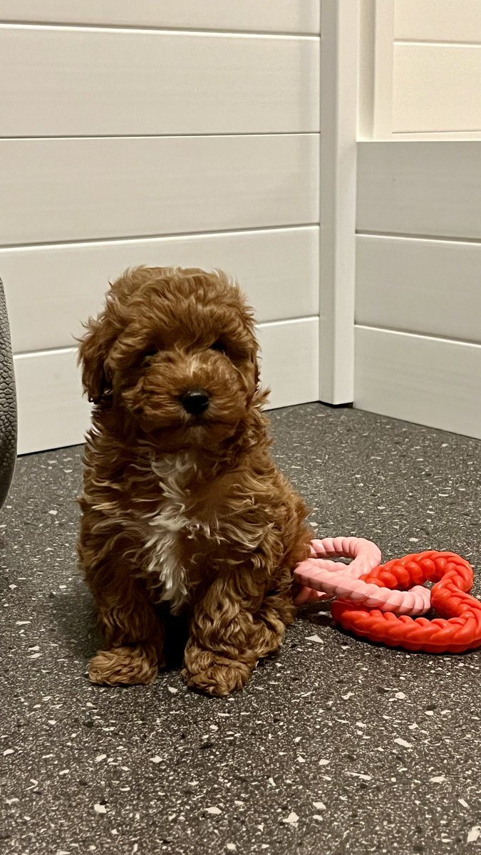 KENNADY ESTES tweet media