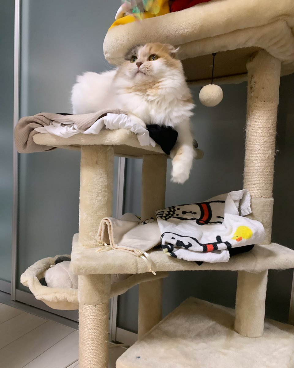 o7o5sweetie's tweet photo. 今日は高いところがお好みのようです🐈⸒⸒⸒⸒
 #猫 #猫好きさんと繋がりたい  #猫のいる暮らし  #猫がいる幸せ  #スコティッシュフォールド https://t.co/RwdVT6mldJ