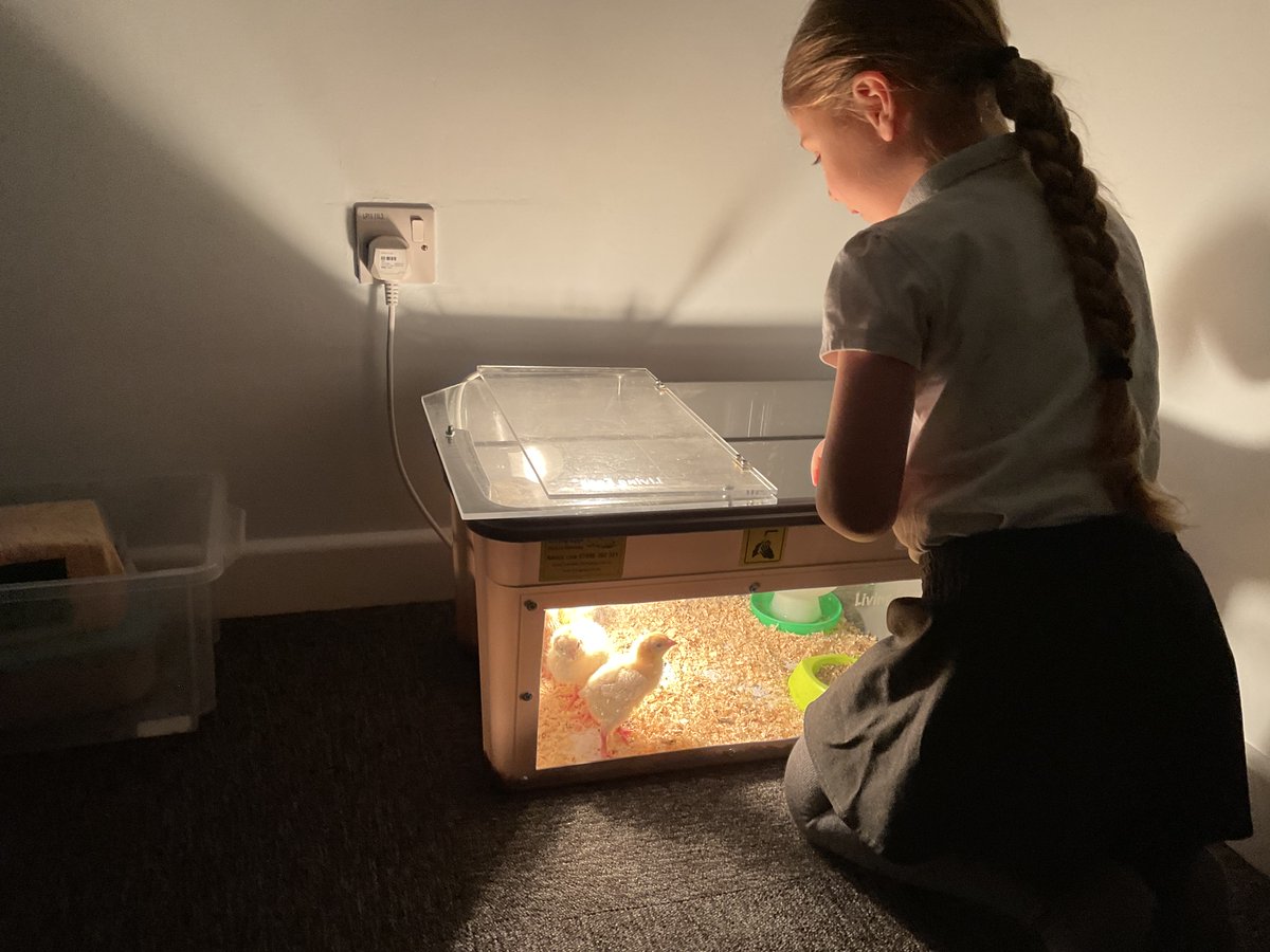 The chickens are im-peck-able.