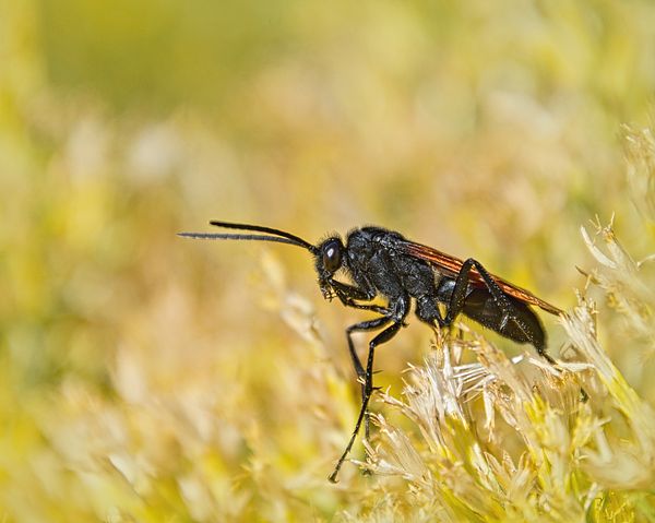 DebraMartz's tweet photo. Spider Wasp on Blooming Rabbitbrush by Debra Martz  In early fall the the landscapes of N. New Mexico is a vibrant #yellow. The #Rabbitbrush is a great source of food for #insects.   https://t.co/b8RkuJOB83 

#Wasp #nature #BuyIntoArt #photography #SpiderWasp #TarantulaWasp https://t.co/I3rtSgaXfq