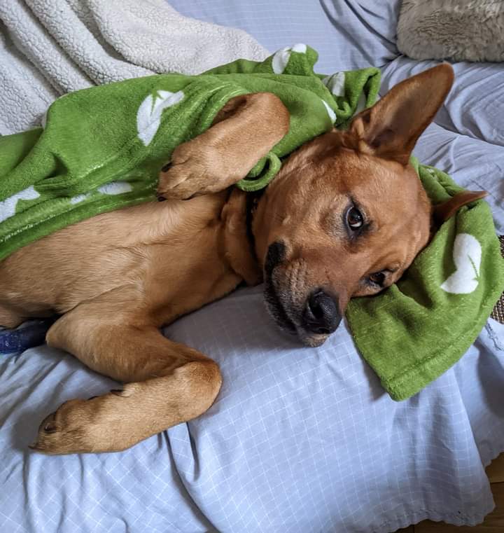 590VOCM's tweet photo. Michael called @VOCMOpenline looking for our help. 

Desi is missing in the Fort Amherst area of Southside Road in St. John's. She just got here from Calgary and might be scared.  

Local Callers: 709-273-5211
Long Distance: 1-888-590-VOCM (8626)

#nltraffic https://t.co/5TuoT8ukWv