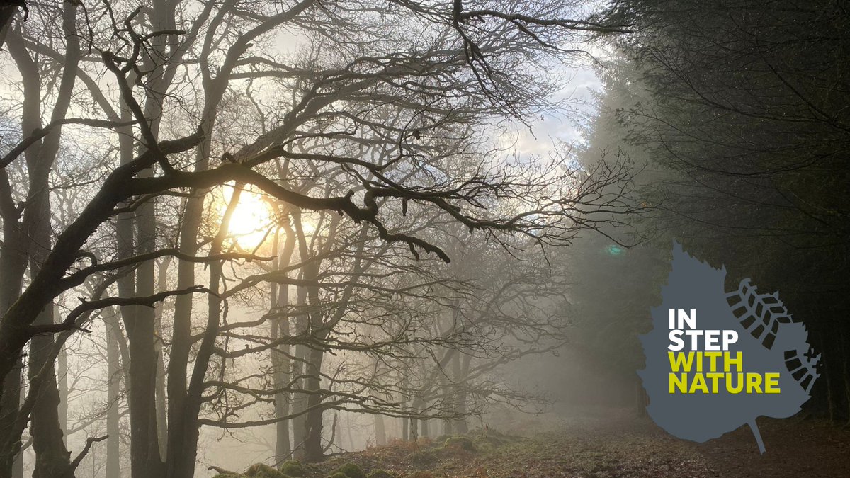 Trustinthepark's tweet photo. ❄️What can sometimes be a bleak January landscape, we encourage you to take time to slow down + notice the beautiful moments nature has to offer.   

🙏Look for beauty in the quality of the light breaking through the trees on a foggy morning.

📷L. Roberts 
#InStepwithNature https://t.co/1c1ChYr131