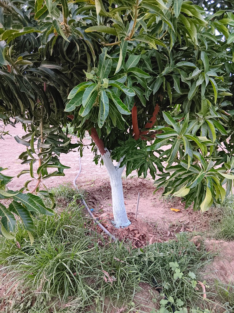 b7b_h's tweet image. جير مطفي (نوره) + مبيد فطري = عجينة بوردو
نخلطها مع بعض وندهن فيها جذوع الاشجار للوقايه من الاصابات الفطريه والحشريه