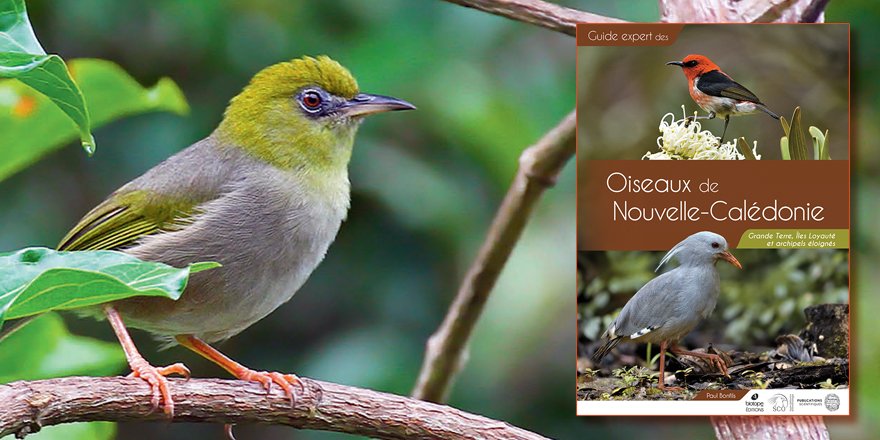 [#nouveauté2024] Vient de paraître en coédition avec <a href="/leclub_biotope/">Le Club Biotope</a> ⤵️  

📚 #Oiseaux de Nouvelle-Calédonie 🦜
Grande Terre, Îles Loyautés et archipels éloignés
✒️ Paul BONFILS 
🔗 sciencepress.mnhn.fr/fr  
 📰 Publié le 25 janvier 2024

#nouvellecaledonie #ornithologie