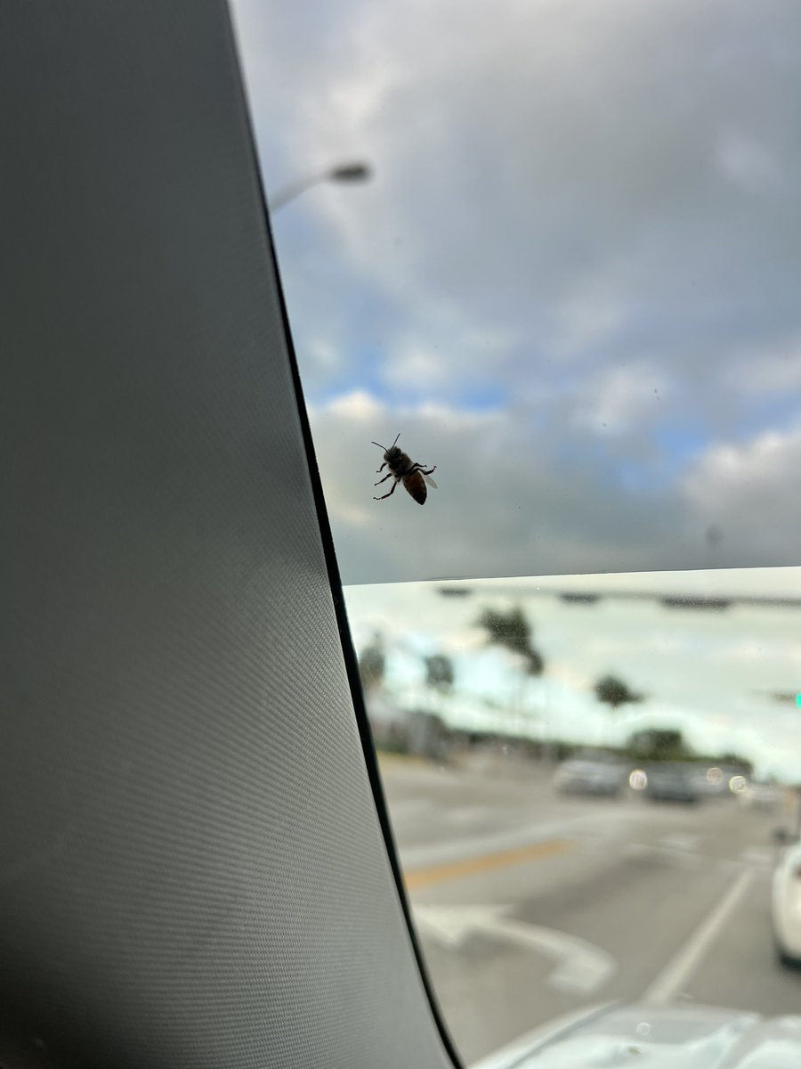 barbiedoll_eyw's tweet photo. They say the universe sends you signs..here's mine today! #JustBee 🐝💛 https://t.co/CSSAVnJYeV