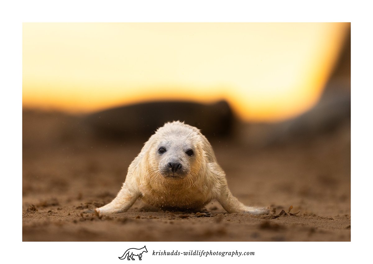 Curious Seal pup at sunrise. #GreySeal #seal #wildlife #wildlifephotography #BBCWildlifePOTD @CanonUKandIE @BBCEarth